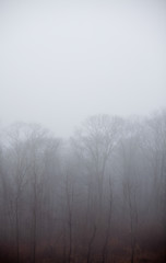 Soft focus trees in winter fog