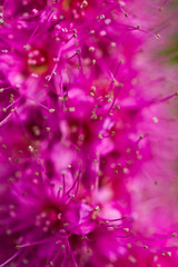 Fluffy pink flower Spiraea douglasii close up 