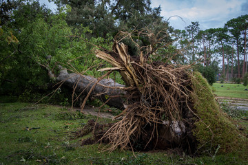 Tree fallen after hurricane Michael