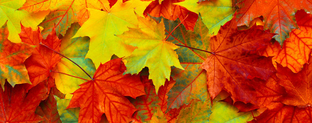 Naklejka na ściany i meble Beautiful Nature autumn Background with fallen maple leaves
