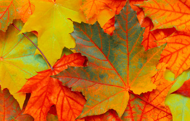 Beautiful Nature autumn Background with maple leaves