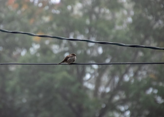 Puffed up female house sparrow perched on telephone wire on foggy morning