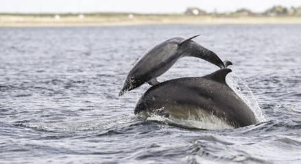 Jumping (breaching) Wild bottlenose dolphin tursiops truncatus..