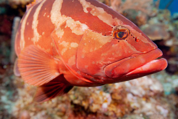 Nassau grouper on coral reef.dng