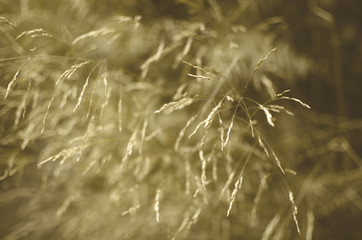 slightly blurred ears close-up-background image
