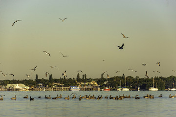 Pelican sea birds and sailboats at bay