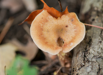 Bright color fungi on dead tree in forest preserve