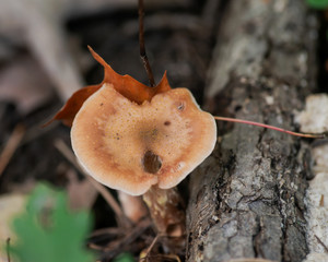 Bright color fungi on dead tree in forest preserve