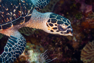 Hawksbill turtle on coral reef