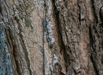 Furrowed and fibrous tree bark (rhytidome) like art texture, background