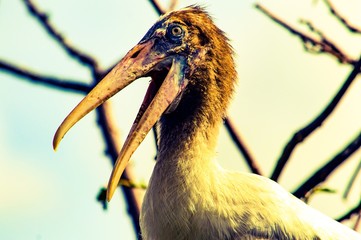 stork in wild