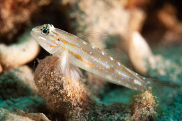 Pallid goby sits on sandy coral reef
