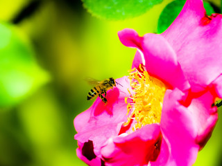 bee on flower