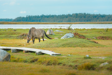 Wild horses eating grass in preserved territory of Engure national park in Latvia. Landscape with lake and meadow with grass and bouldes in warm lighting.