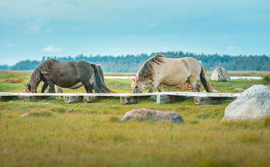 Wild horses eating grass in preserved territory of Engure national park in Latvia. Landscape with lake and meadow with grass and bouldes in warm lighting.