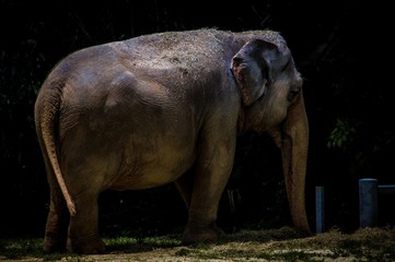 Naklejka premium elephant in zoo