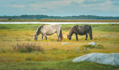 Wild horses eating grass in preserved territory of Engure national park in Latvia. Landscape with lake and meadow with grass and bouldes in warm lighting.