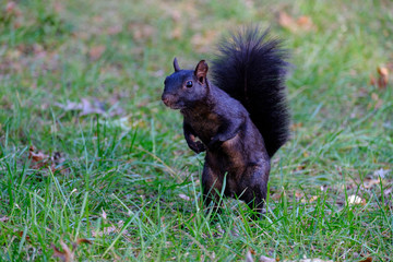 Black, melanistic squirrel standing in the grass