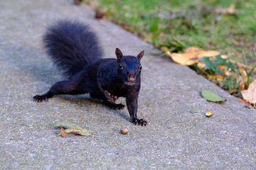Black, melanistic squirrel walking
