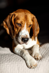 Dog Beagle obediently lies and looks