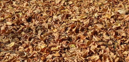 Foglie sul prato in Autunno 