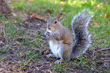 Naklejka na ściany i meble Squirrel eating nut on the ground
