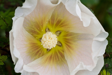 White mallow flower close up 