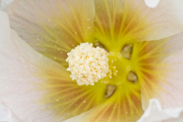 Obraz premium White mallow flower close up 