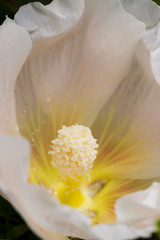 White mallow flower close up 