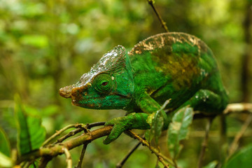 Chameleon