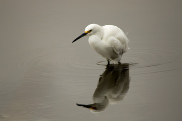 Wading Snowy Egret 2