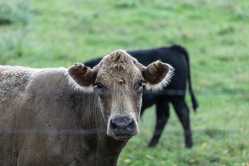 Brown cow staring out