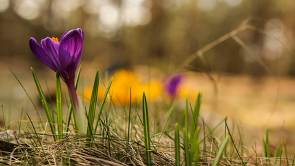 A blooming crocus on a forest meadow