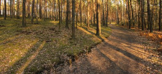 forest road in spring