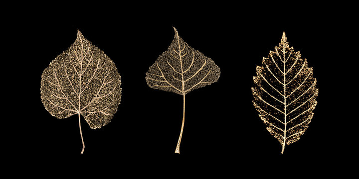 Set Of Gold Skeleton Leaves On Black Background