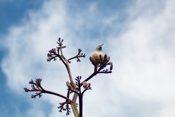 Cactus Wren