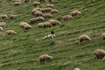 Sheep in ancient village in the mountains. Dartlo, Georgia country.