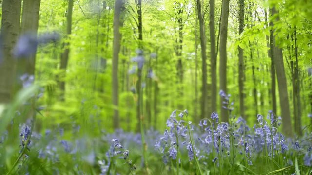 Panoram on flowering bluebells. Close-up flowers with blurred tilt-shift effect at background trees with green leafs in Hallerbos, Belgium