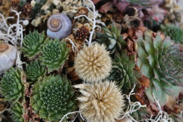 Closeup arrangement with different succulents (Sempervivum montanum) and snail shells 