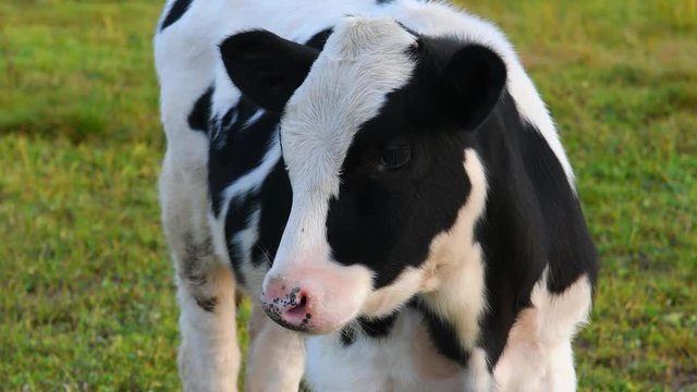 Calf bull spotted close. Cows graze on a green meadow. 