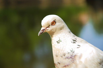 portrait of a white dove close-up