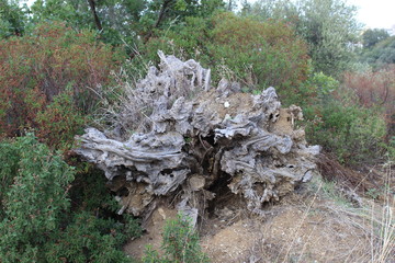 Old oak root