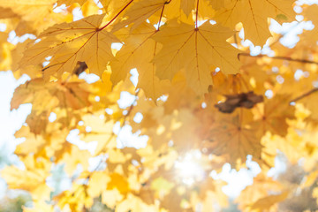 autumn yellow leaves textured background sunny light