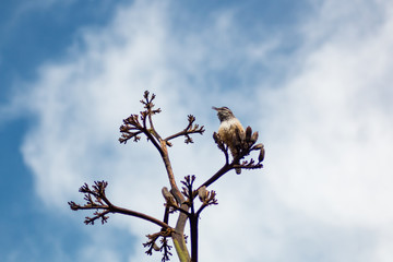Cactus Wren