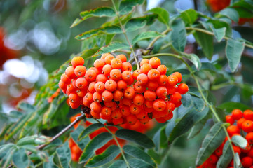 Rowan berries, Mountain ash (Sorbus)