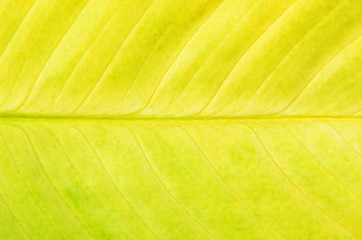 Yellow leaf background