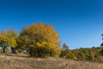 Autumn landscape of Cherna Gora (Monte Negro) mountain, Pernik Region, Bulgaria