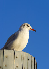 Seagull sitting on wooden port column in the sun