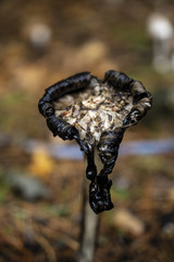 Decaying Fungi