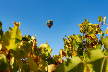Rows of wine grapes with hot air balloon